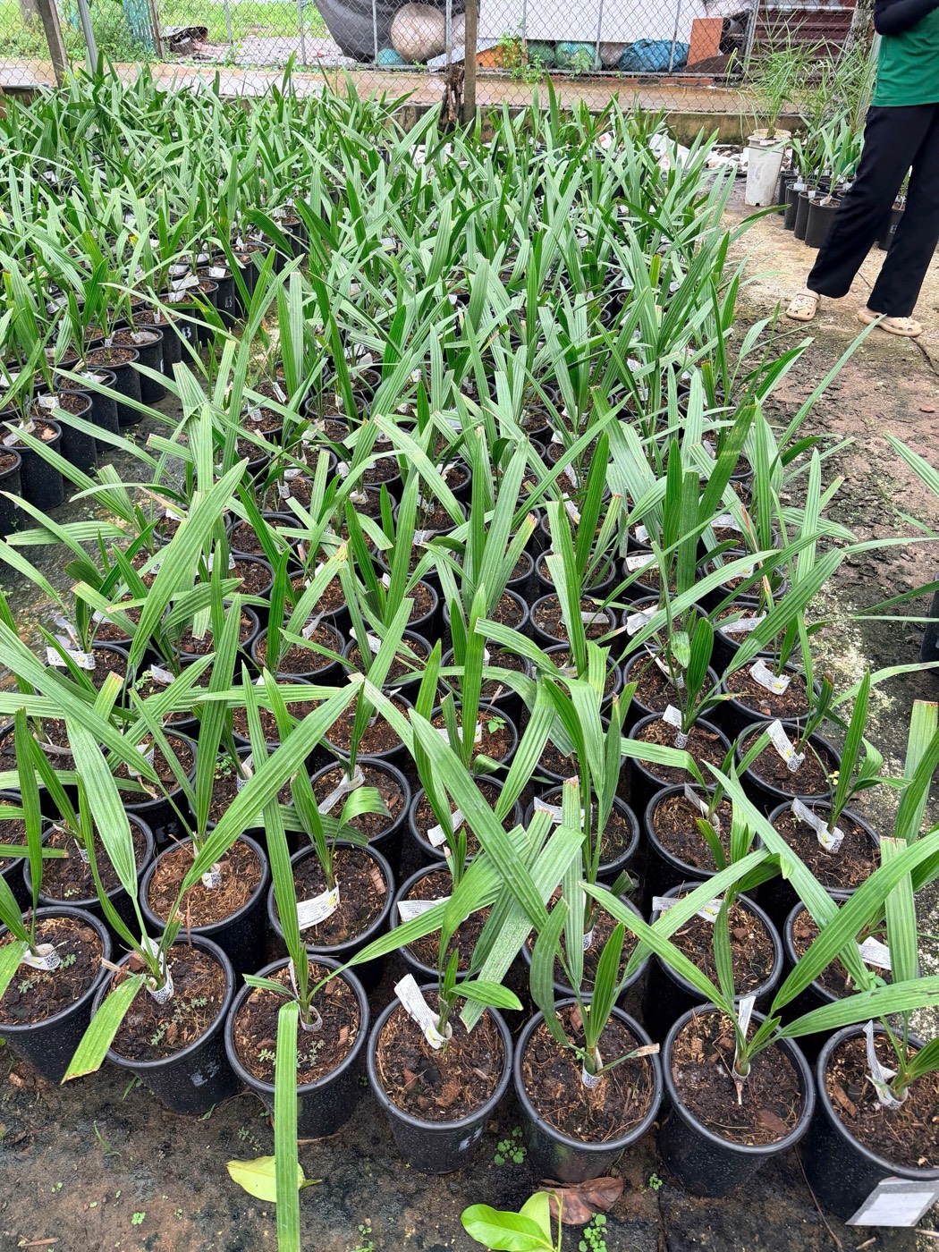Hàng cây chà là con trong chậu ở vườn ươm